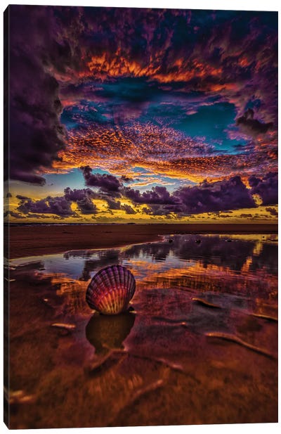 Sea Shell Canvas Art Print - Ben Mulder
