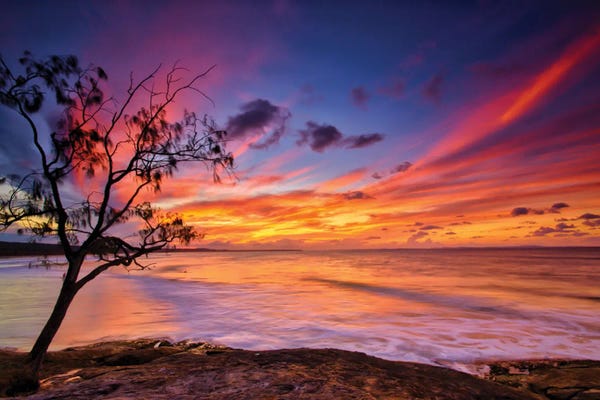Ben Mulder: Tree By The Ocean by Ben Mulder