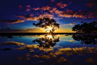 Tree In The Water by Ben Mulder framed canvas print