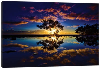 Tree In The Water Canvas Art Print - Golden Hour