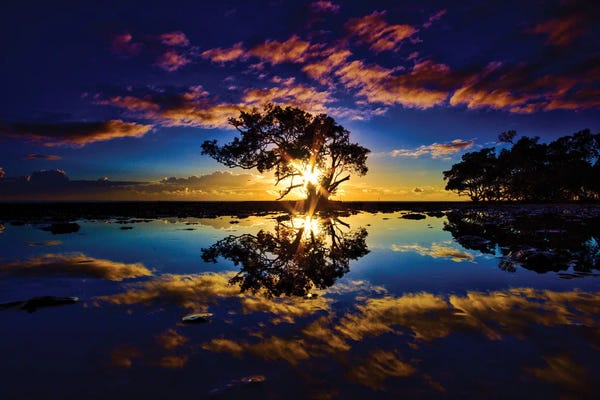 Ben Mulder: Tree In The Water by Ben Mulder