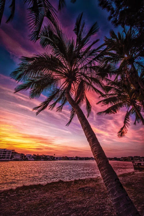 Sunset Palm