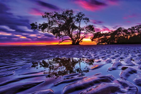 Ben Mulder: Tree In The Sand by Ben Mulder