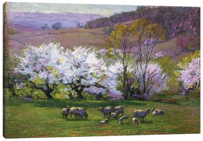 Blossom Time,  Canvas Art Print
