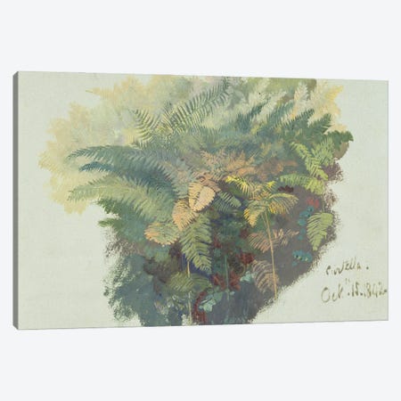 A Study of Ferns, Citivella, 1842,  Canvas Print #BMN10121} by Edward Lear Canvas Artwork
