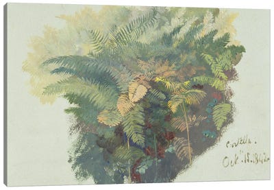 A Study of Ferns, Citivella, 1842,  Canvas Art Print