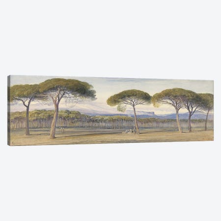 A View of the Pine Woods Above Cannes, 1869  Canvas Print #BMN10122} by Edward Lear Canvas Artwork