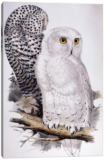 Snowy Owl, 1832-1837  Canvas Art Print