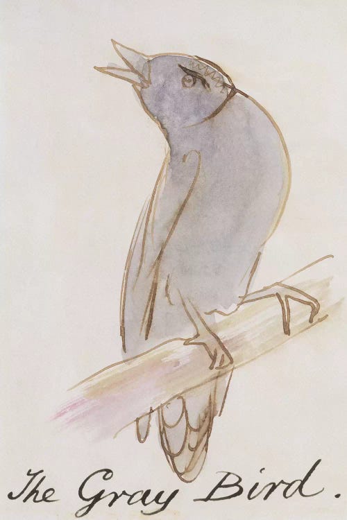 The Gray Bird, from 'Sixteen Drawings of Comic Birds' 