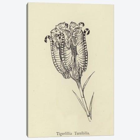 Tigerlillia Terribilis  Canvas Print #BMN10139} by Edward Lear Art Print