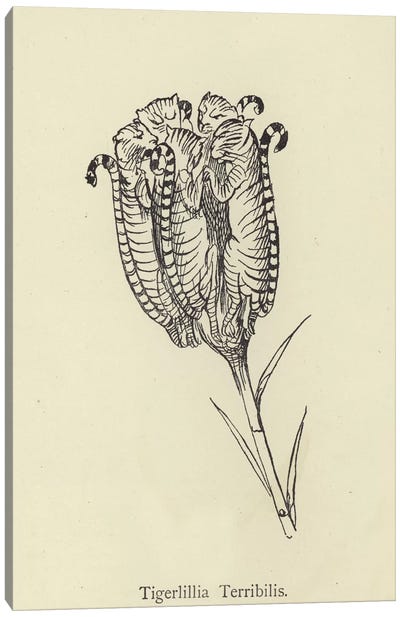 Tigerlillia Terribilis  Canvas Art Print - Edward Lear