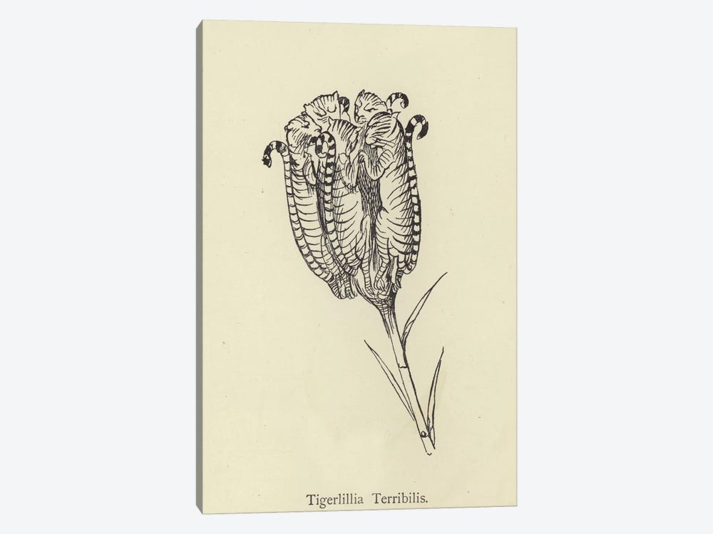 Tigerlillia Terribilis  by Edward Lear 1-piece Canvas Art Print