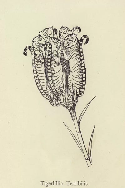 Edward Lear: Tigerlillia Terribilis  by Edward Lear