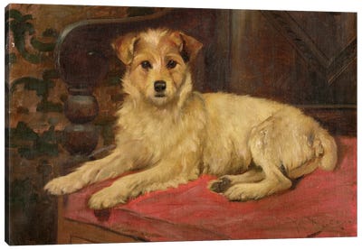 A Terrier on a Settee Canvas Art Print