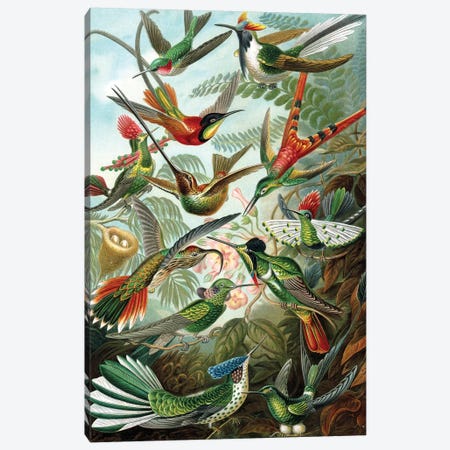 Example from the family Trochilidae, 'Kunstformen der Natur', 1899  Canvas Print #BMN10218} by Ernst Haeckel Canvas Art