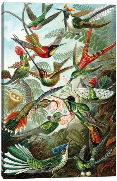 Example from the family Trochilidae, 'Kunstformen der Natur', 1899  Canvas Art Print