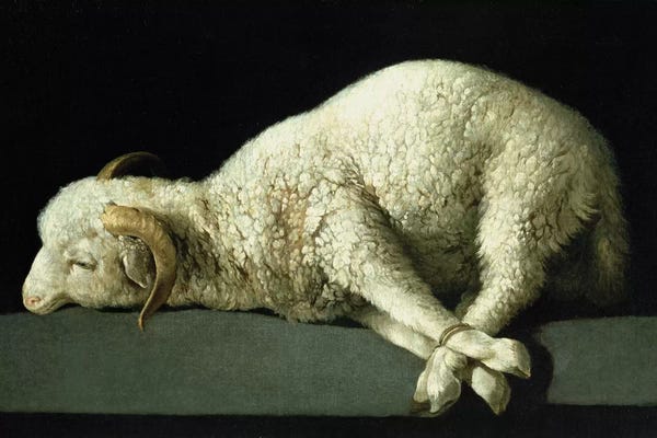 Sheep: Agnus Dei, c.1635-40  by Francisco de Zurbaran