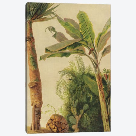 Banana Tree, c.1865  Canvas Print #BMN10285} by Frederic Edwin Church Canvas Art