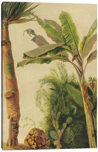 Banana Tree, c.1865  Canvas Art Print