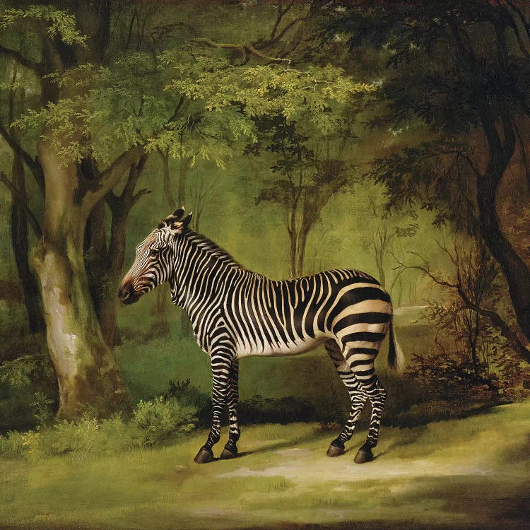 A Zebra, 1763  by George Stubbs wall art