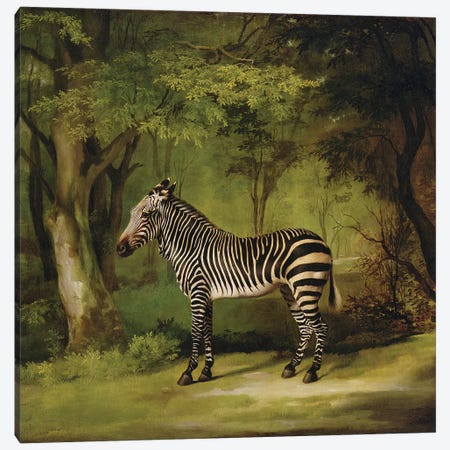 A Zebra, 1763  Canvas Print #BMN10349} by George Stubbs Canvas Wall Art