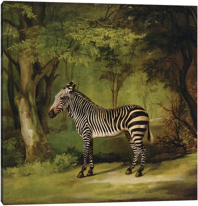 A Zebra, 1763  Canvas Art Print - George Stubbs