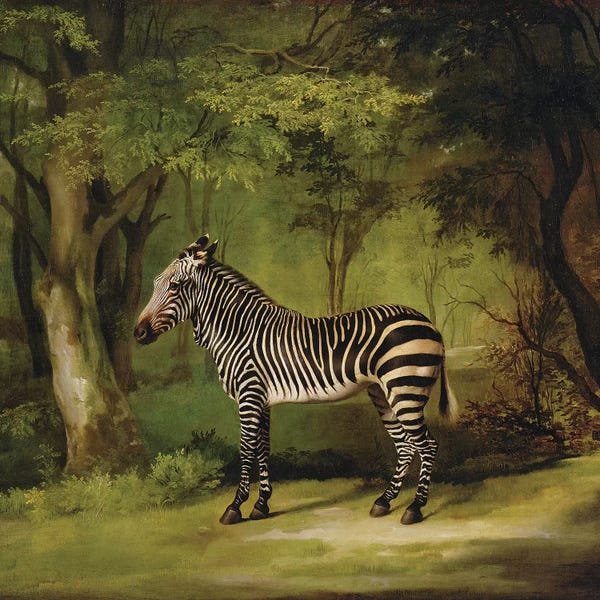 Zebras: A Zebra, 1763  by George Stubbs