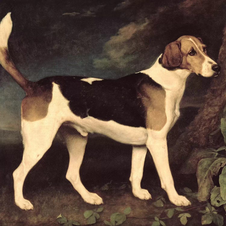 Ringwood, a Brocklesby Foxhound, 1792 