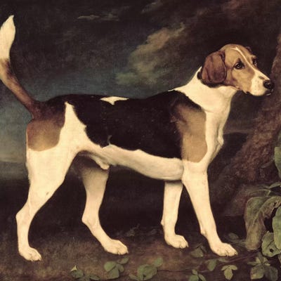 English Foxhounds