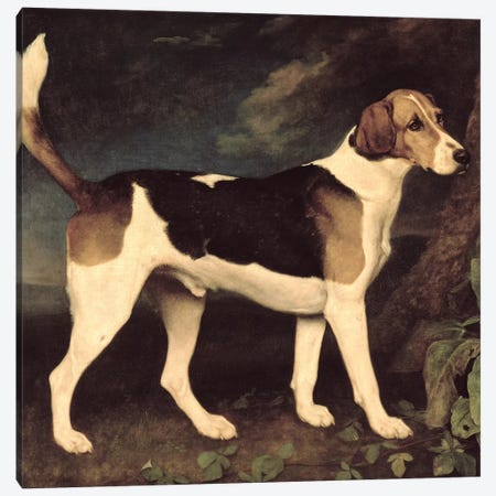 Ringwood, a Brocklesby Foxhound, 1792  Canvas Print #BMN10350} by George Stubbs Canvas Art Print