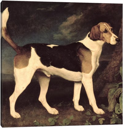 Ringwood, a Brocklesby Foxhound, 1792  Canvas Art Print - George Stubbs