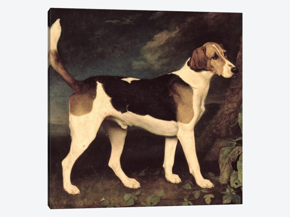 Ringwood, a Brocklesby Foxhound, 1792  by George Stubbs 1-piece Canvas Art Print