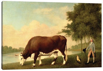 The Lincolnshire Ox, c.1790  Canvas Art Print