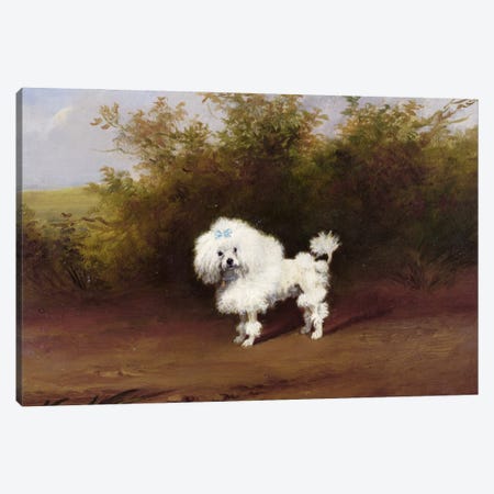 A Toy Poodle in a Landscape  Canvas Print #BMN1037} by Frederick French Canvas Wall Art