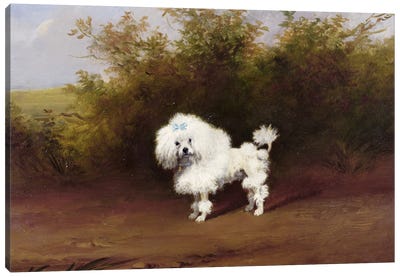 A Toy Poodle in a Landscape  Canvas Art Print