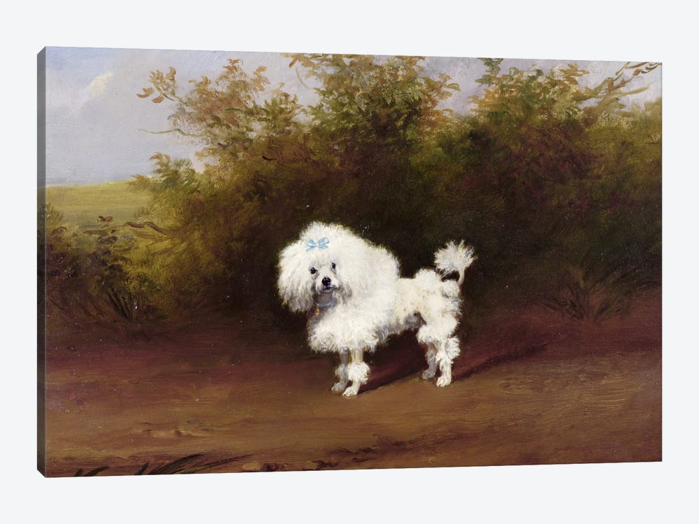 A Toy Poodle in a Landscape  by Frederick French 1-piece Canvas Print