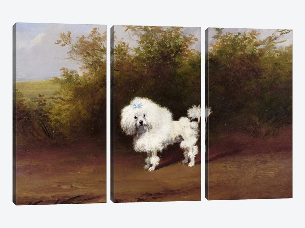 A Toy Poodle in a Landscape  3-piece Canvas Art Print
