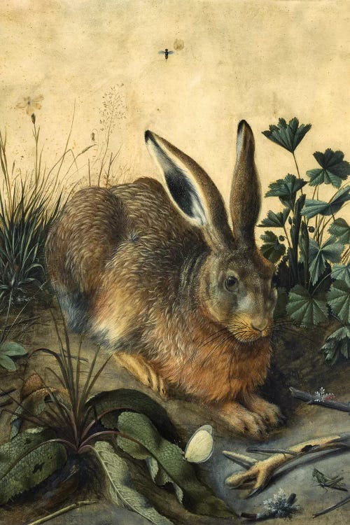 Hare 