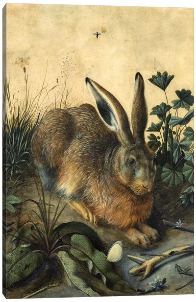 Hare  Canvas Art Print - Rabbit Art