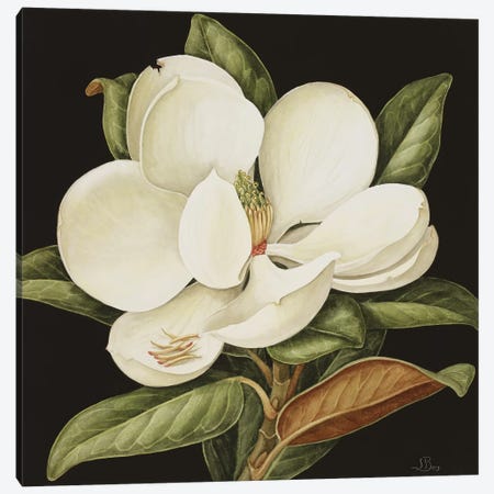 Magnolia Grandiflora, 2003  Canvas Print #BMN10561} by Jenny Barron Canvas Art