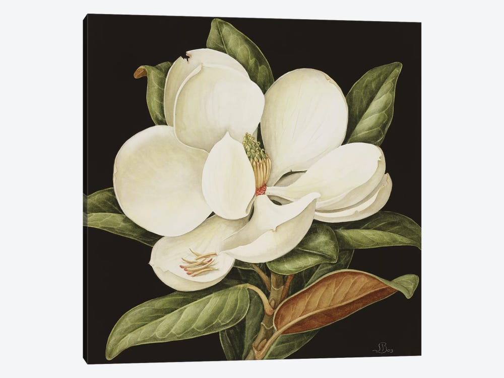 Magnolia Grandiflora, 2003  by Jenny Barron 1-piece Canvas Art Print