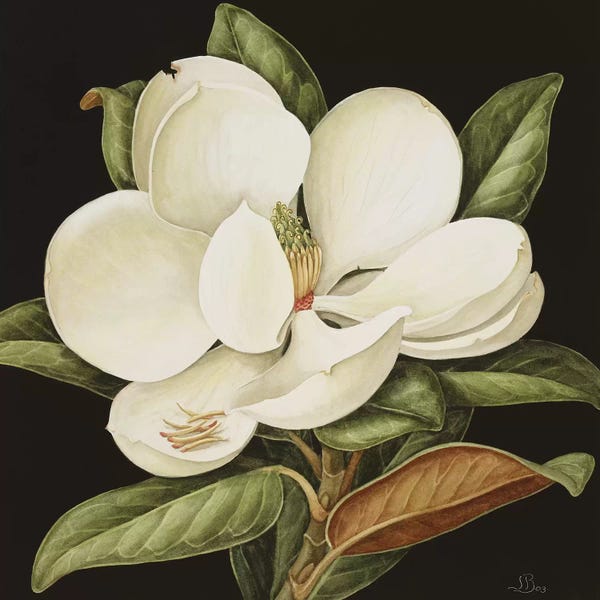 Classic Fine Art: Magnolia Grandiflora, 2003  by Jenny Barron