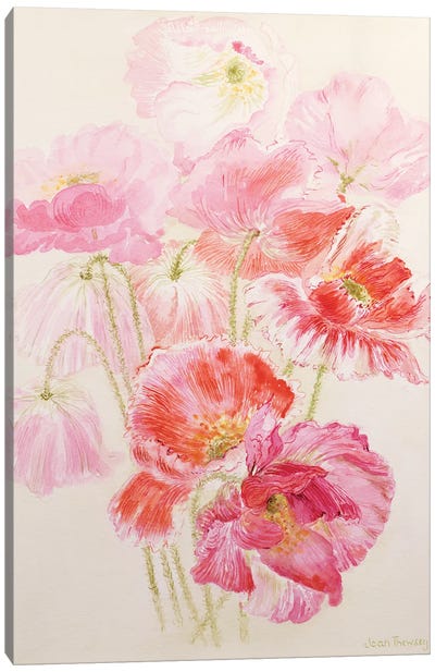 Shirley Poppies  Canvas Art Print