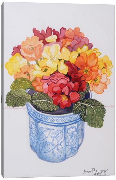 The Multicoloured Primrose 2011  Canvas Art Print