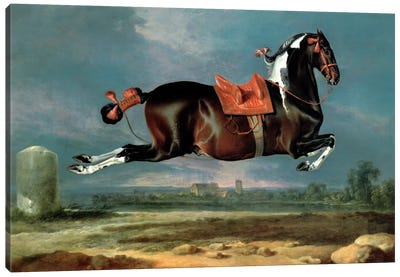 The piebald horse 'Cehero' rearing Canvas Art Print