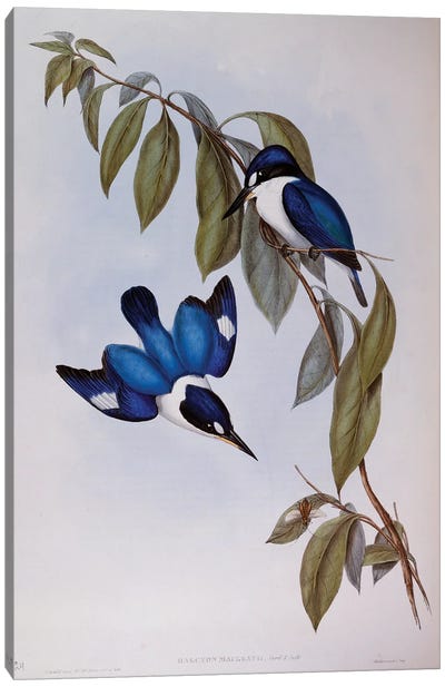 Forest Kingfisher , engraving from Birds of Australia, 1848, by John Gould , volume II, Table 24, United Kingdom, 19th century Canvas Art Print