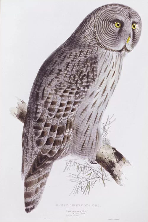 Great Cinereous Owl, from 'The Birds of Great Britain', published London, 1862-73 