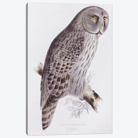 Great Cinereous Owl, from 'The Birds of Great Britain', published London, 1862-73  Canvas Print #BMN10720} by John Gould Canvas Artwork