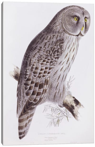 Great Cinereous Owl, from 'The Birds of Great Britain', published London, 1862-73  Canvas Art Print