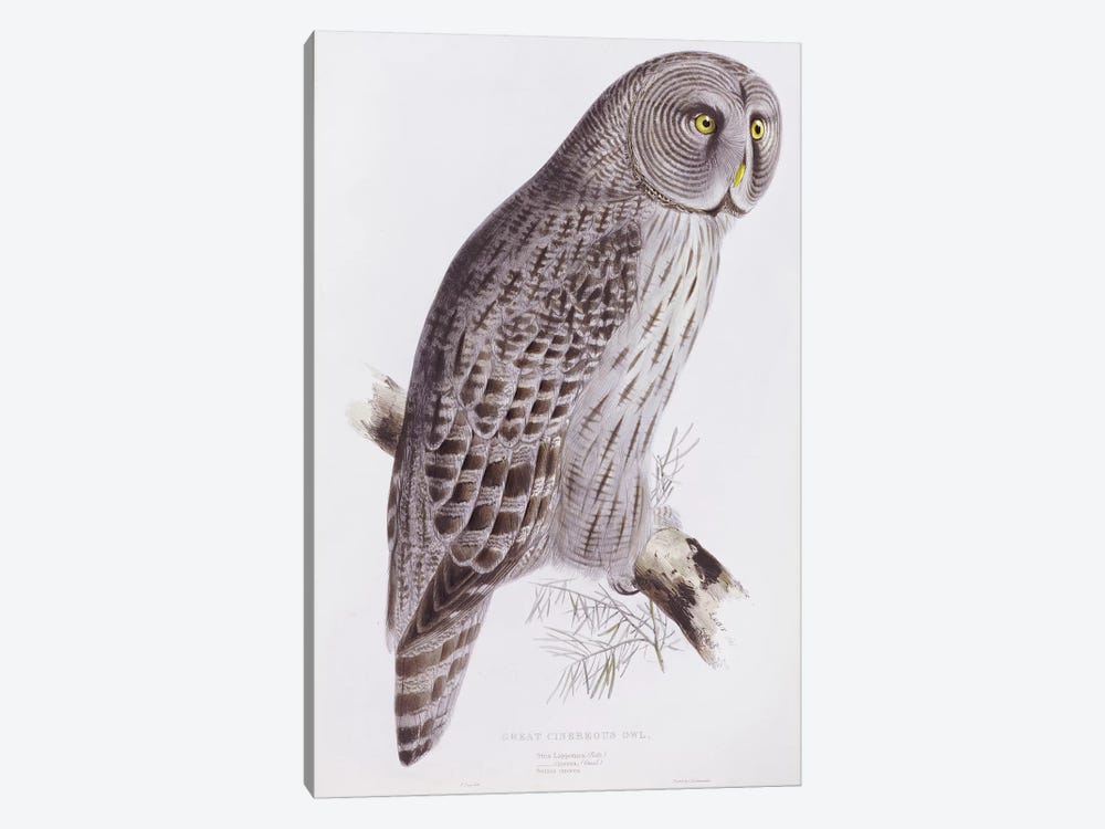 Great Cinereous Owl, from 'The Birds of Great Britain', published London, 1862-73  by John Gould 1-piece Canvas Print